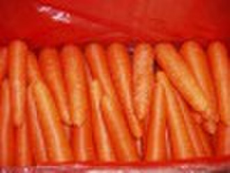 2010 crop fresh carrot