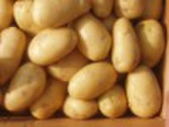 new crop holland potato