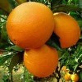 Fruits Fresh Orange