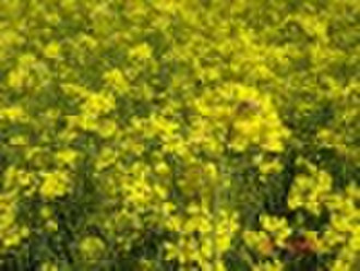 Pural Natural Bee Honey, Rape