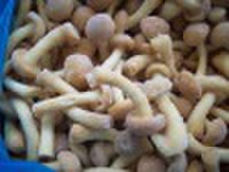 IQF Nameko Mushroom