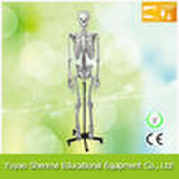 human skeleton model(170cm)