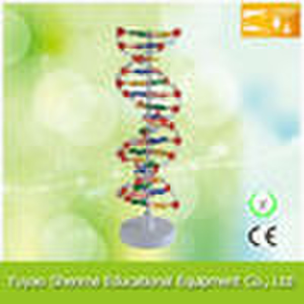 DNA molecule structure model