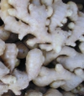 Fresh ginger