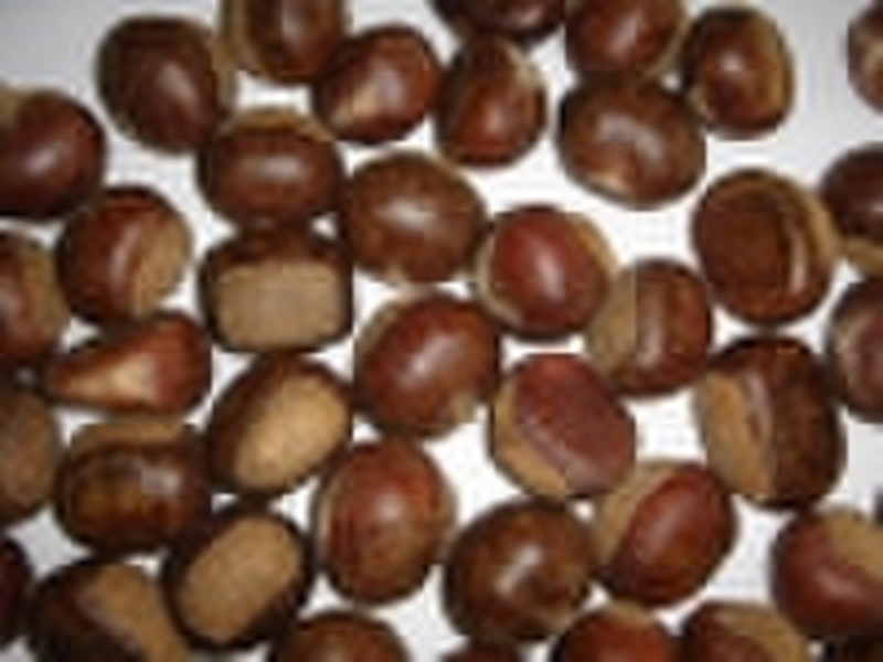 chestnut