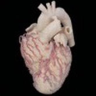 External features and blood vessels of the heart,p