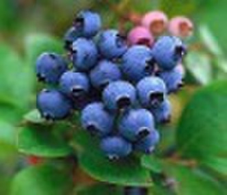 Getrockneten Zucker-infundiert Wild Blueberry