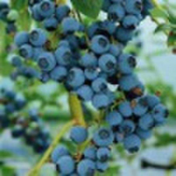 Getrockneten Zucker-infundiert Wild Blueberry