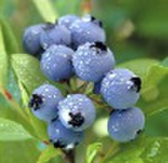 Getrockneten Zucker-infundiert Organic Wild Blueberry