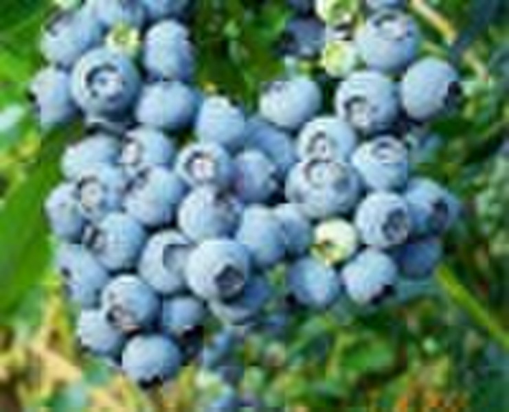 Getrockneten Zucker-infundiert Wild Blueberry