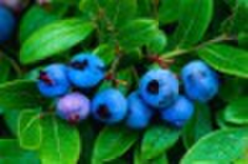 Getrockneten Zucker-infundiert Wild Blueberry