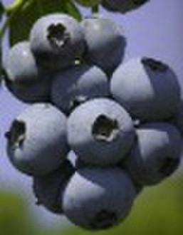 Dried Wild Blueberry