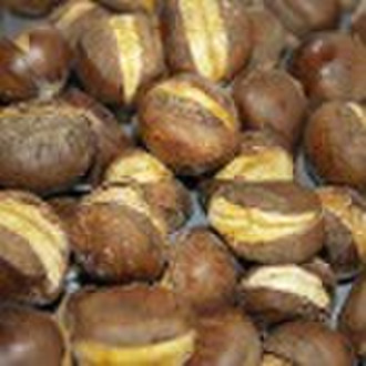 Ringent chestnut