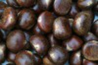 Fresh chestnut