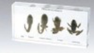 Specimen of Frog Development MFRD14