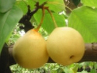 Pear