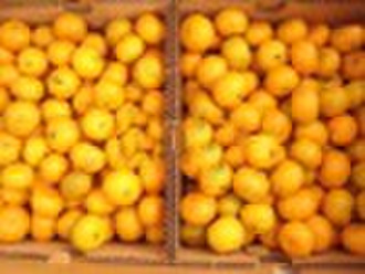 Mandarin Orange