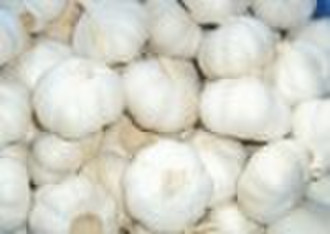 Chinese  pure white garlic