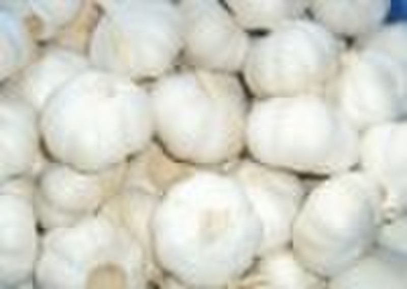 Chinese  pure white garlic