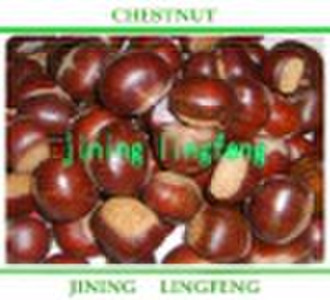 fresh Chestnut