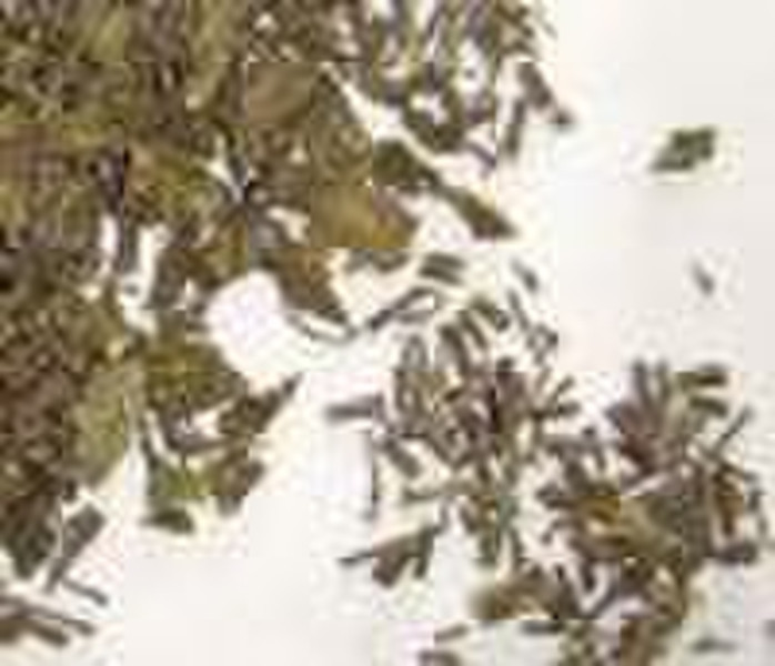 Orthosiphon Stamineus