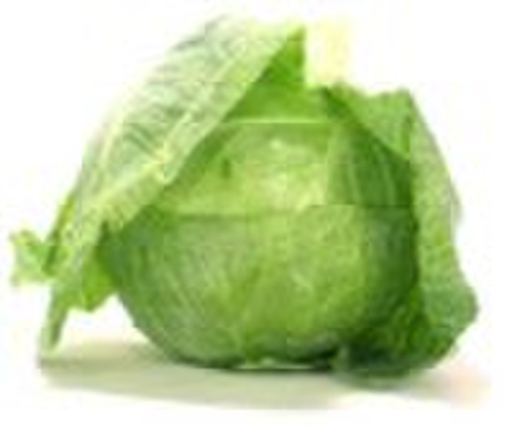 Fresh Small Cabbage
