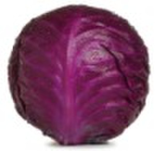 Fresh Red Cabbage