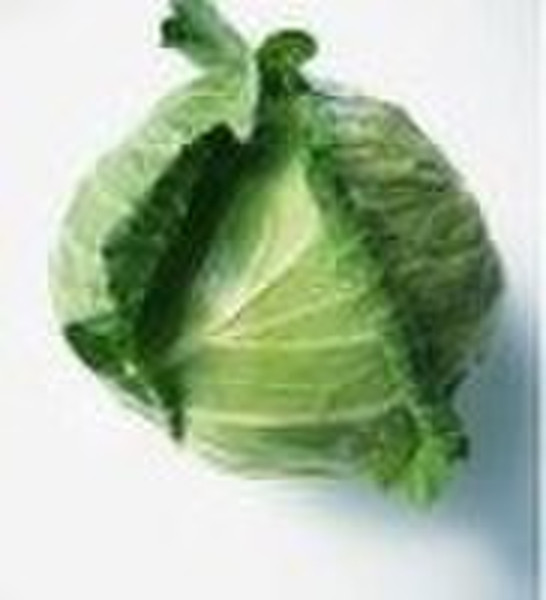 Fresh Oblate Big Cabbage