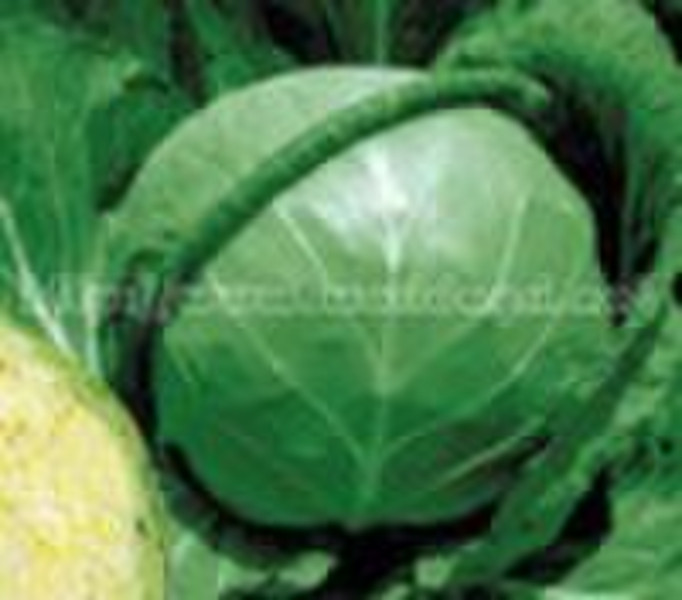 Fresh Round Big Cabbage