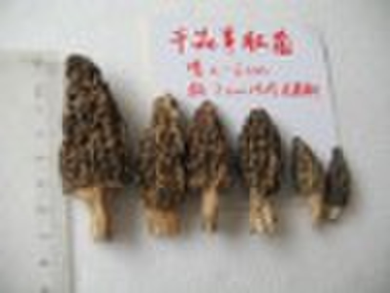 空干Morchella esculenta