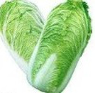 Chinese Fresh cabbage