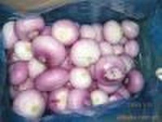 Chinese Fresh  red onion