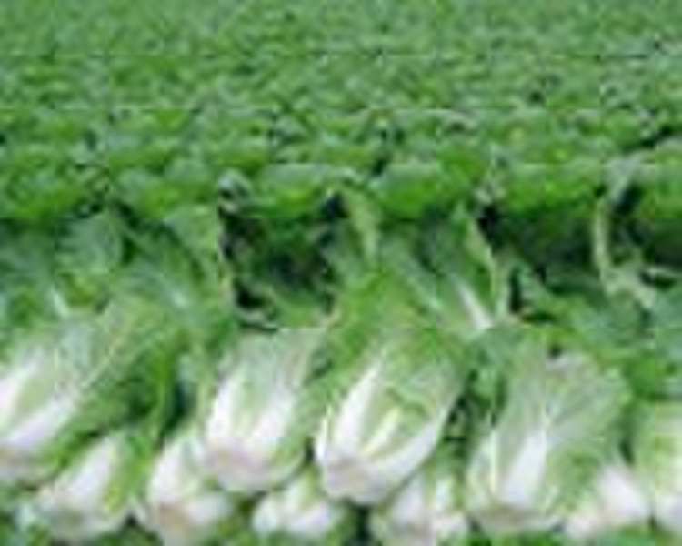 celery cabbage
