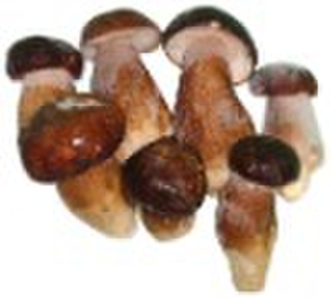 冻结Boletus Edulis