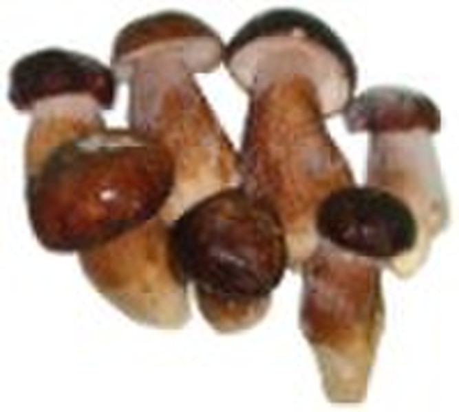 冻结Boletus Edulis