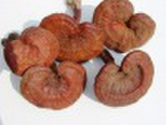 organic red ganoderma lucidum