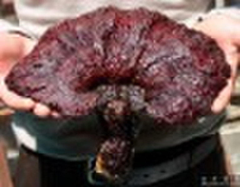 organic purple  ganoderma lucidum