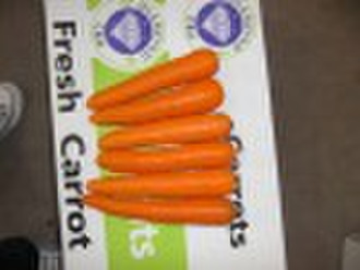 свежий морковный