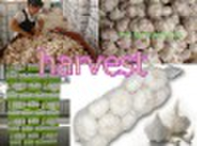 Fresh Garlic from Qingdao Harvest Foodstuffs Co.,L