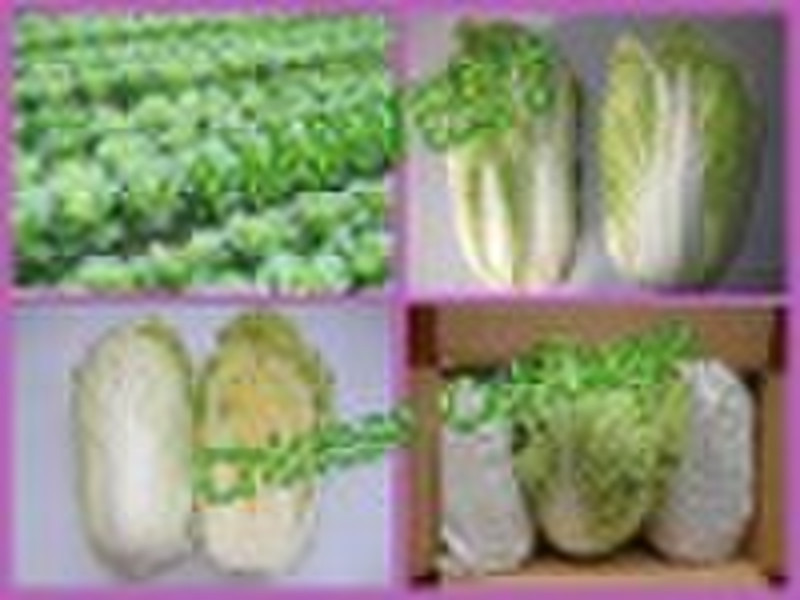 Fresh Chinese Cabbage from qingdao Harvest Foodstu