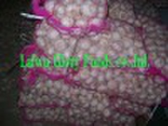 garlic,pizhou garlic