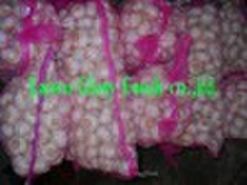 Normal White Fresh Garlic