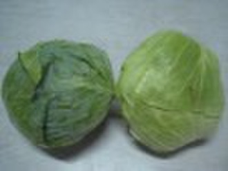 fresh  cabbage