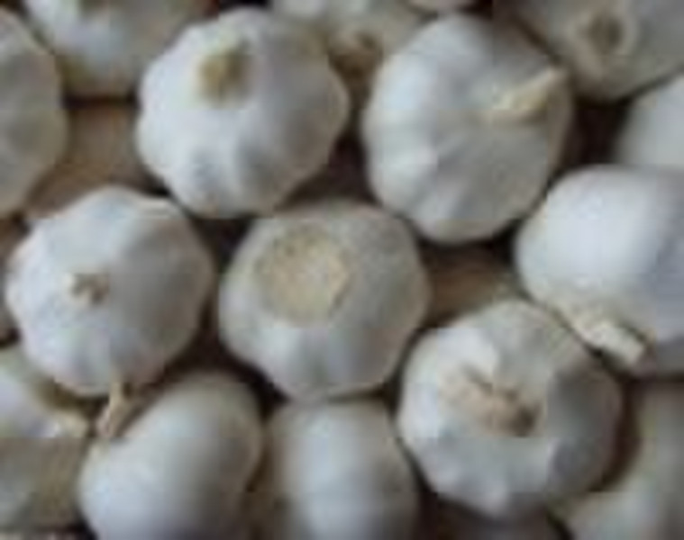 Fresh white  Garlic (2010 new crop)