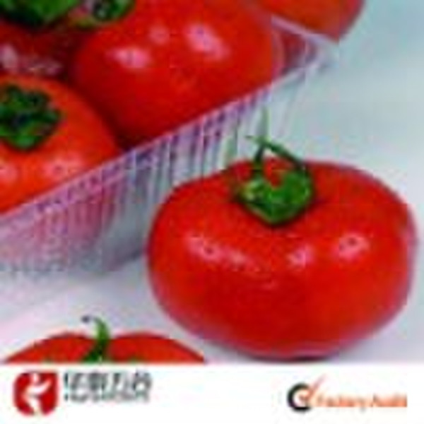 TM562 Tomato seed