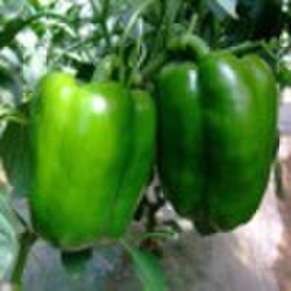 SP263 sweet pepper seed