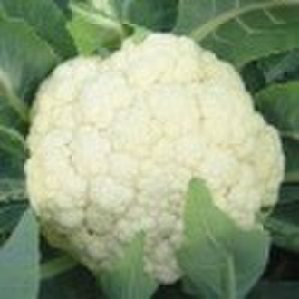 Maiqi 70 days Cauliflower Seed