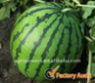 Honig-Treat Wassermelone Samen