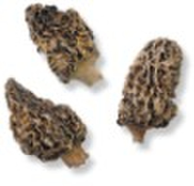 Morel