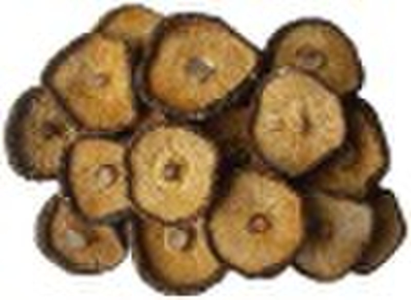 Shiitake-Pilz